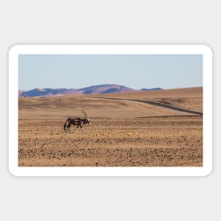 Gemsbok walking on the sandy plain. Sticker